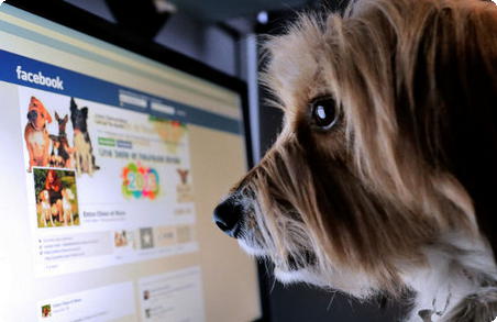 Cão no Facebook