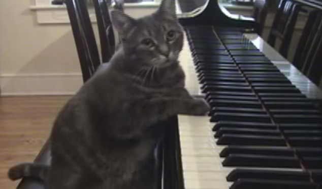 youtube cat