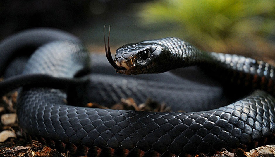 cobra mamba