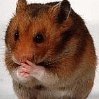 Splinter